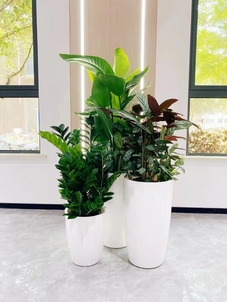 奉化绿化修剪哪家好